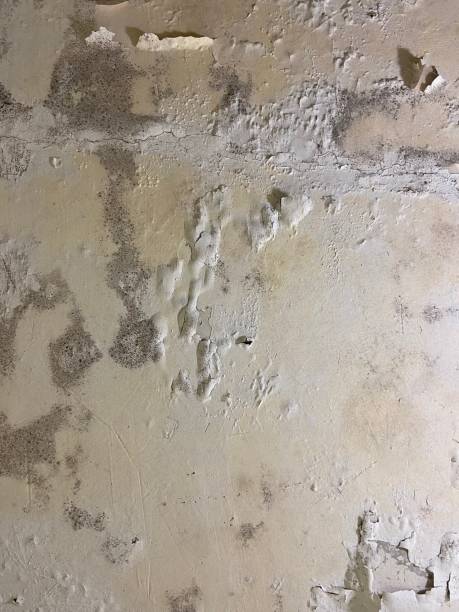 Best Residential Mold Removal  in Natchitoches, LA