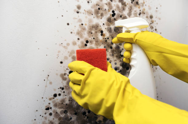Mold Testing and Removal in Natchitoches, LA