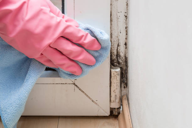 Best Crawl Space Mold Removal  in Natchitoches, LA