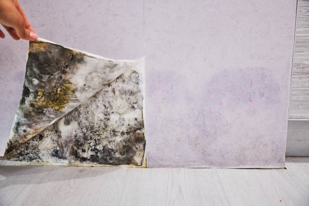 Best Home Mold Removal  in Natchitoches, LA